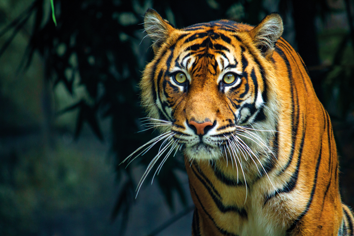 High definition image of a tiger against a dark background